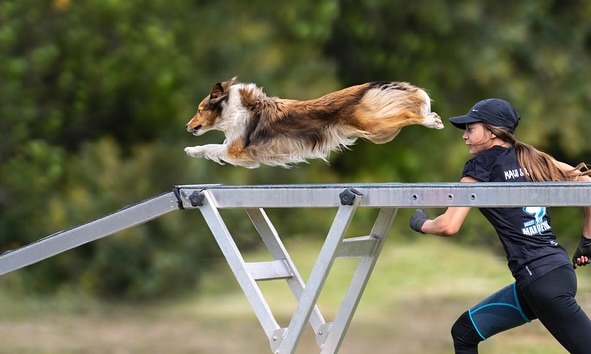 Agility Dog and Handler